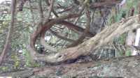 Yercaud Botanical Garden