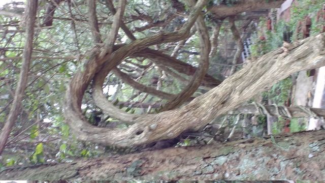 Yercaud Botanical Garden