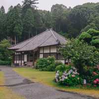 ทุ่งไฮเดรนเยียกลางป่าสนสวยที่สุดใน Fukuoka
