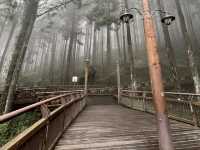 🌲☀️ Alishan National Forest Recreation Area: A Summer Escape into Taiwan’s Misty Mountains