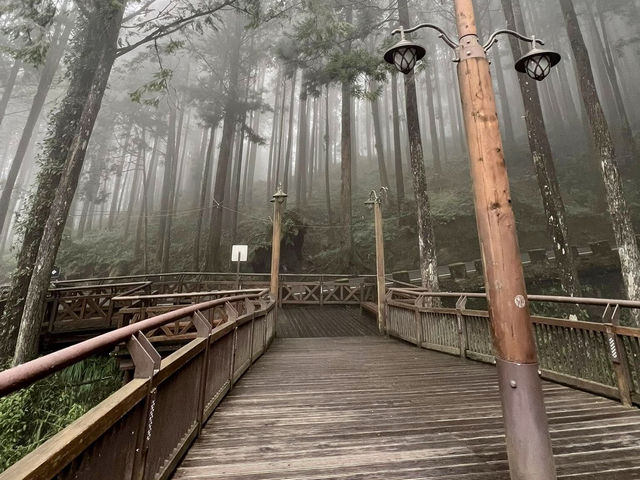 🌲☀️ Alishan National Forest Recreation Area: A Summer Escape into Taiwan’s Misty Mountains