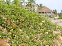 Where rainforest meets the sea: unwinding at Damai Beach, Sarawak