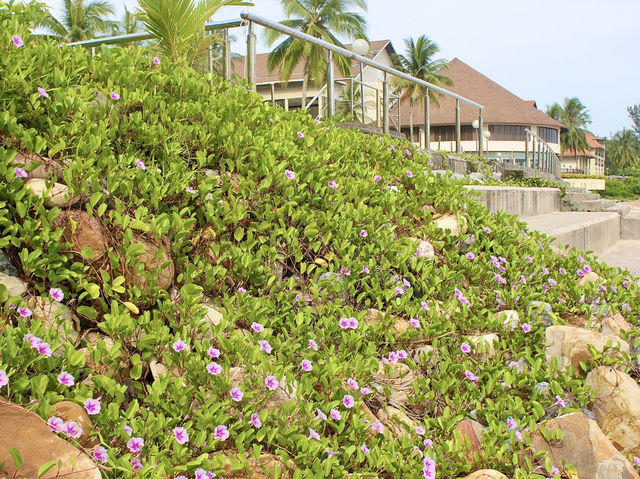 Where rainforest meets the sea: unwinding at Damai Beach, Sarawak