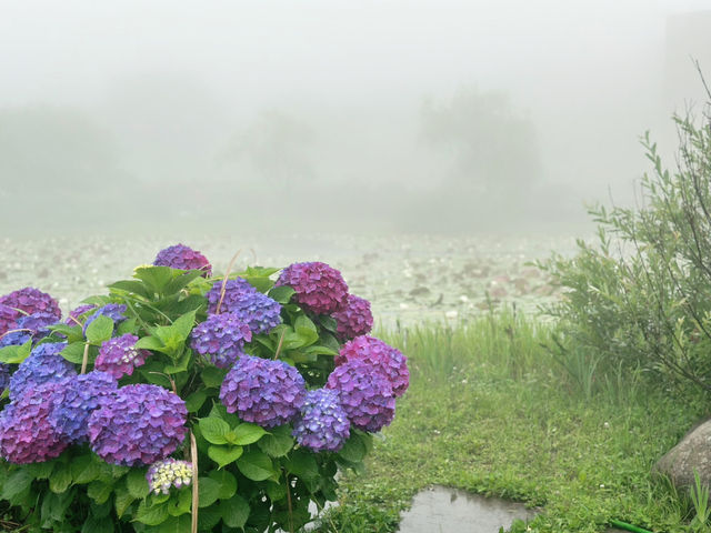 🌫️ 안개낀 날 수국 명소 