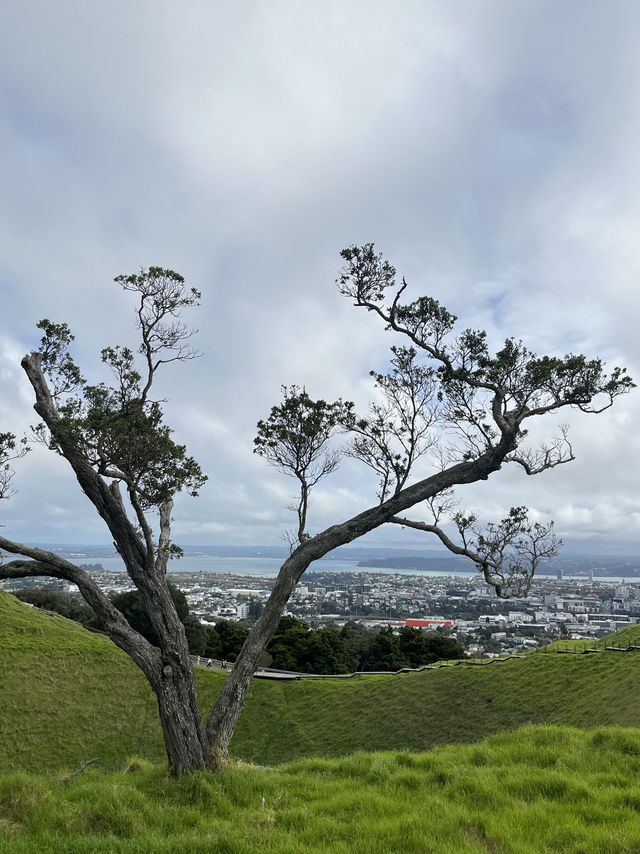 🏞️奧克蘭最高城市視角｜伊甸山 Mt Eden 🌋城市與火山的靜默對話