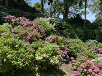 靜岡伊豆下田紫陽花季 六月限定景點