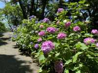 靜岡伊豆下田紫陽花季 六月限定景點