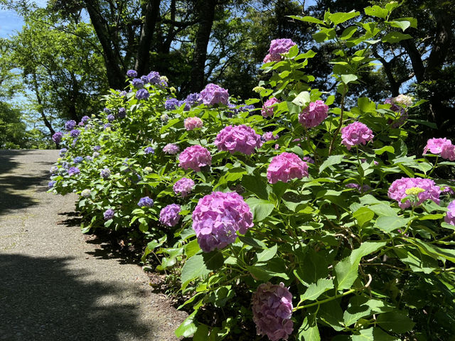 靜岡伊豆下田紫陽花季 六月限定景點