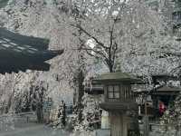 京都鬧市中的賞櫻名所🌸