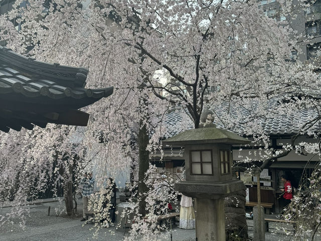 京都鬧市中的賞櫻名所🌸