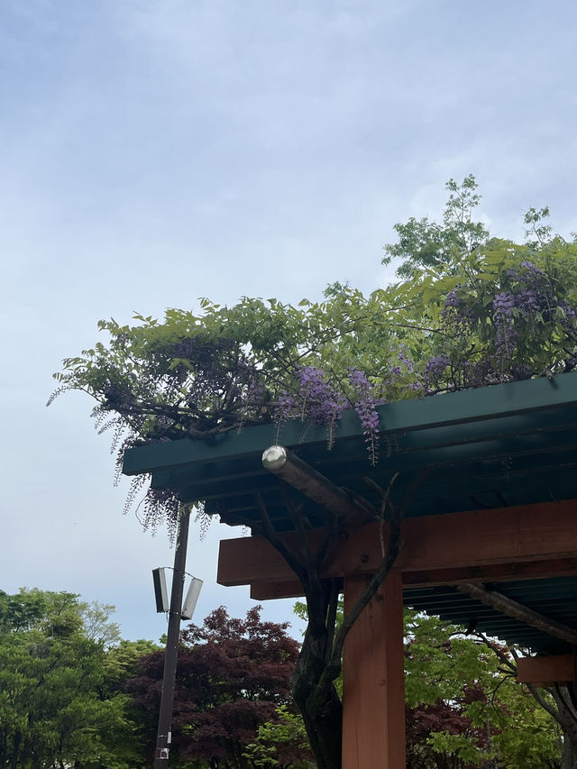 도심속 힐링 산책 명소 김해여행 김해연지공원 