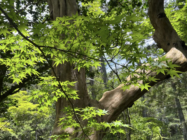 Saiho-ji (Koke-dera) in the Sunshine: A Refreshing Experience! ☀️🌿