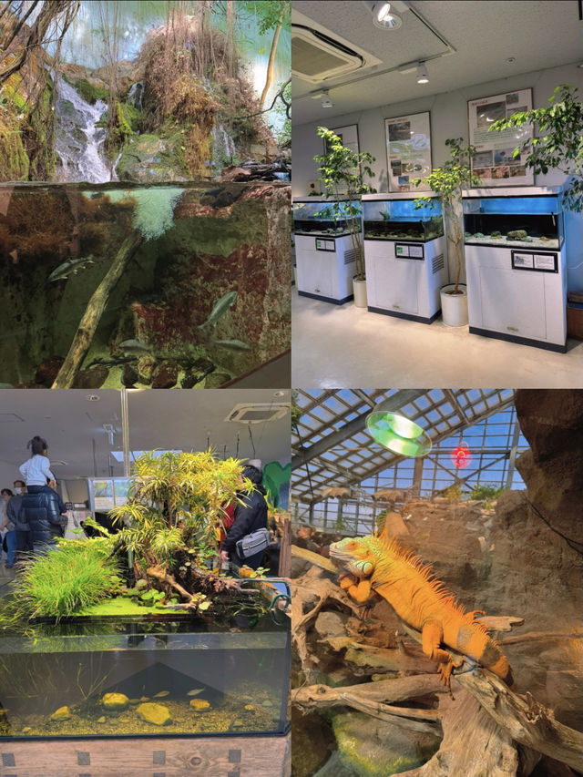 国内で唯一ラッコに会えるの水族館🦦🐚‎🫧【三重県・鳥羽】