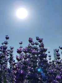 Soul of Purple, Essence of Scent