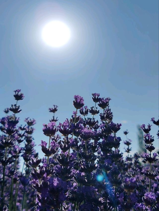 Soul of Purple, Essence of Scent
