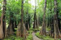 สวนช้างทองเฮอริเทจ สวนไม้โยราณเชียงใหม่