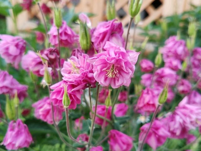A Sea of Flowers, A Tranquil Heart