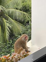 🐒 峴港洲際度假酒店：與猴子鄰居say hi！獨享絕美私人海灘！🌴
