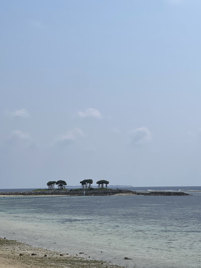ปั่นจักรยาน หมู่บ้าน Bise-Fukugi (Okinawa) 🌲🚲🐈