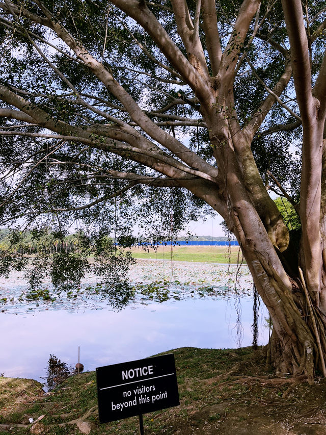 Lakeside Café – Hidden Gem by the Sepang Circuit