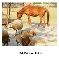 🦙 Alpaca Hill – ฟาร์มสุขใจในสวนผึ้ง