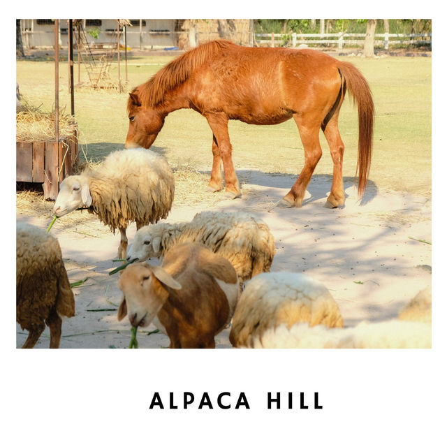 🦙 Alpaca Hill – ฟาร์มสุขใจในสวนผึ้ง