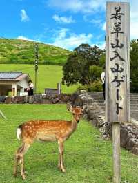 🦌 Deer, Temples & Tranquility: Nara Day Trip Under RM100!