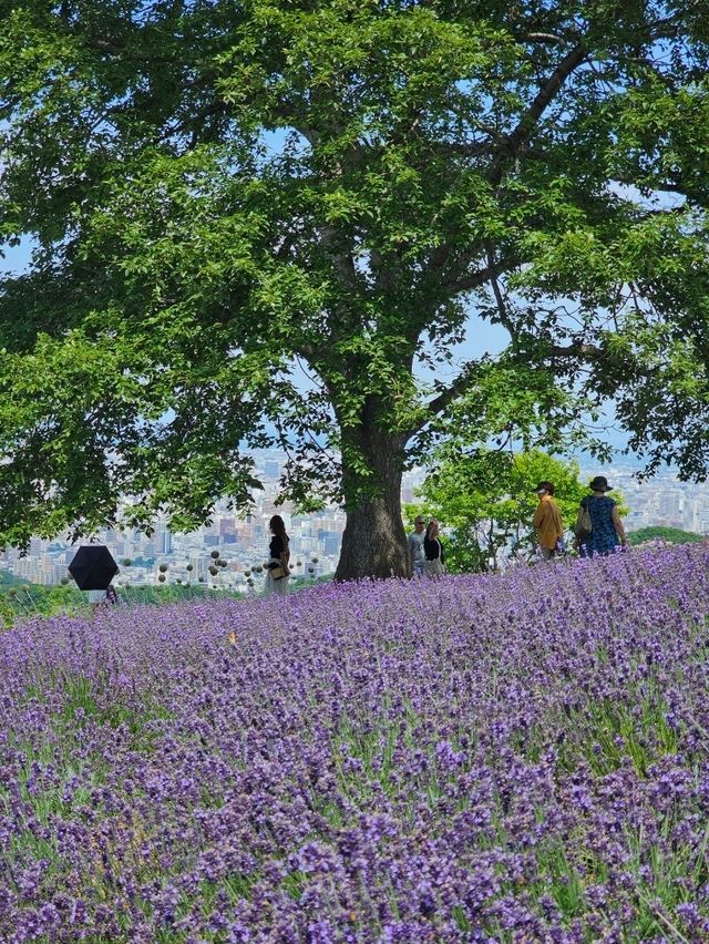 札幌を紫に染める、幌見峠のラベンダー天国🌆💜
