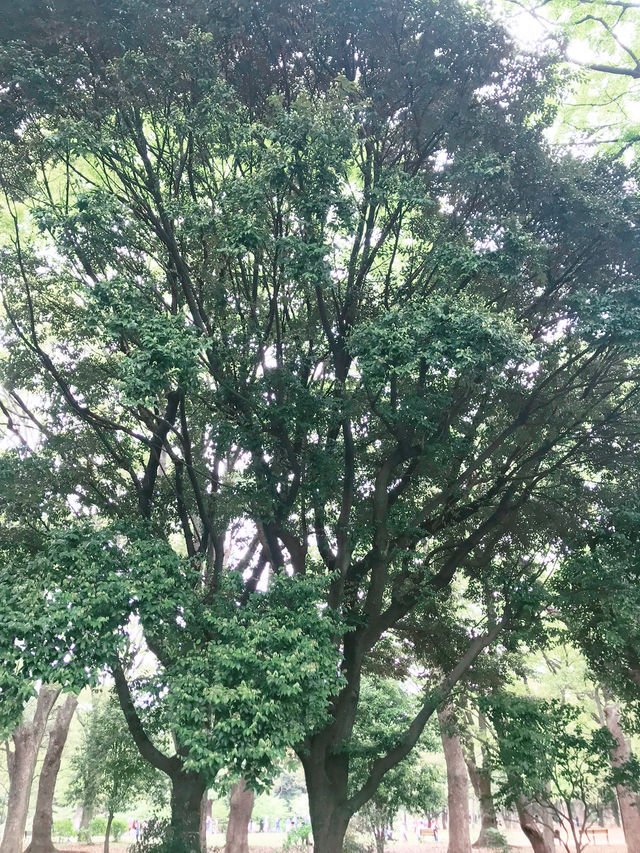 🌿呼吸が整う公園と、おしゃれカフェで始める朝 — 代々木公園と外苑前で過ごす穏やかな時間 🌿呼吸が整う公園と、おしゃれカフェで始める朝 — 代々木公園と外苑前で過ごす穏やかな時間