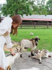 ฮีลใจกับสัตว์แสนน่ารักที่ Alpaca Hill 🦉🌿