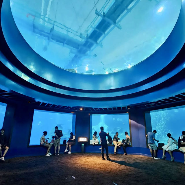  🌊 SEA Aquarium Singapore – Dive Into the Deep Blue 🐠🐟
