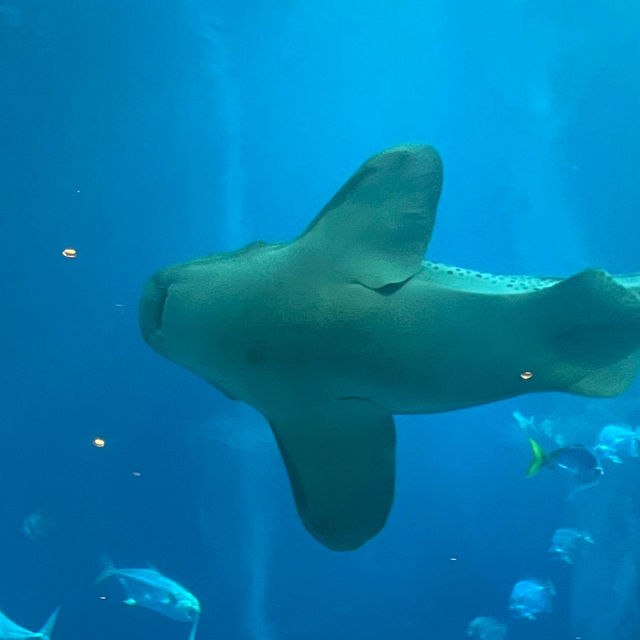  🌊 SEA Aquarium Singapore – Dive Into the Deep Blue 🐠🐟