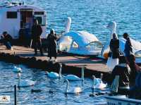 Swan Lake ที่ Lake Yamanakako