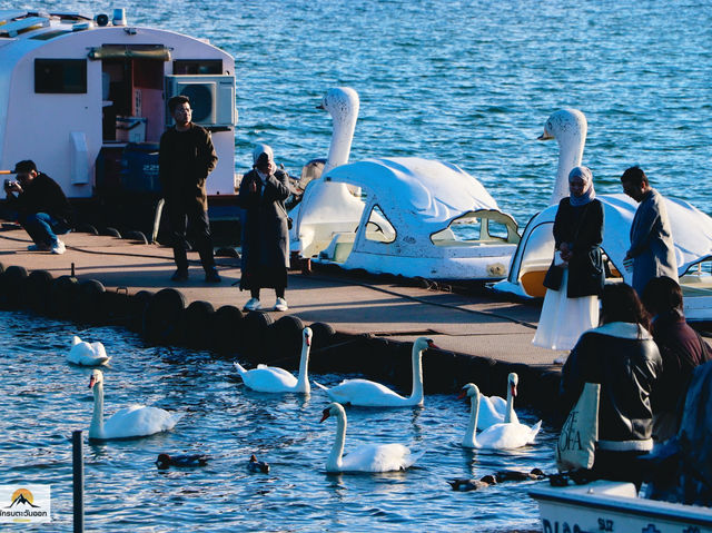 Swan Lake ที่ Lake Yamanakako