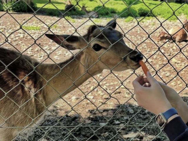 🍺緑に囲まれた絶品ビアガーデン「ミュンヘン ヒルシュガルテン」🌳 