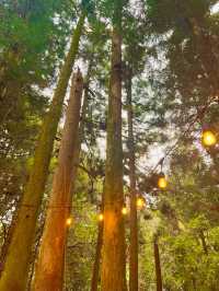 자연 속 힐링 여행 🌿 제주 비밀의 숲 산책기