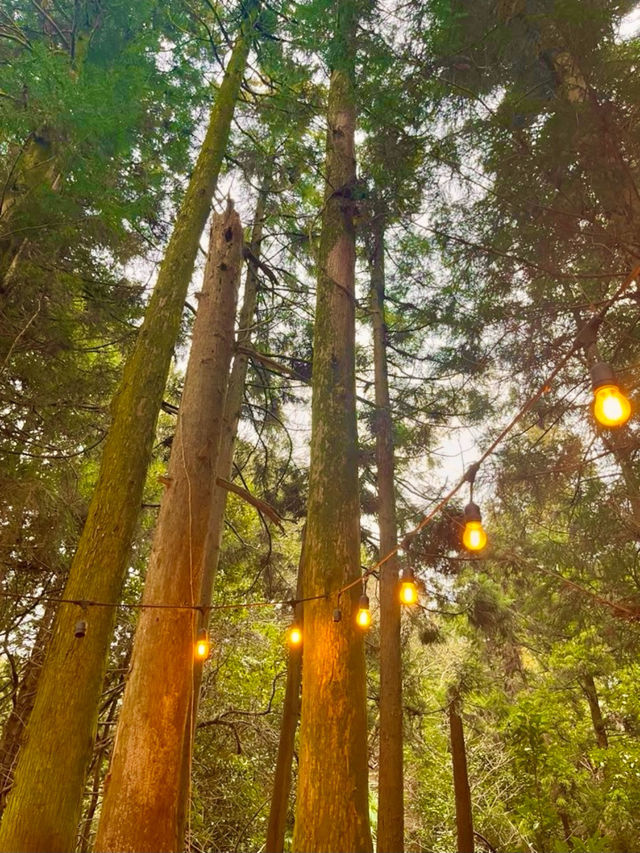 자연 속 힐링 여행 🌿 제주 비밀의 숲 산책기