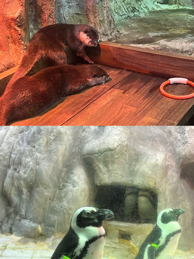 🐠 아쿠아플라넷 여수, 바다 속을 걸은 듯한 하루