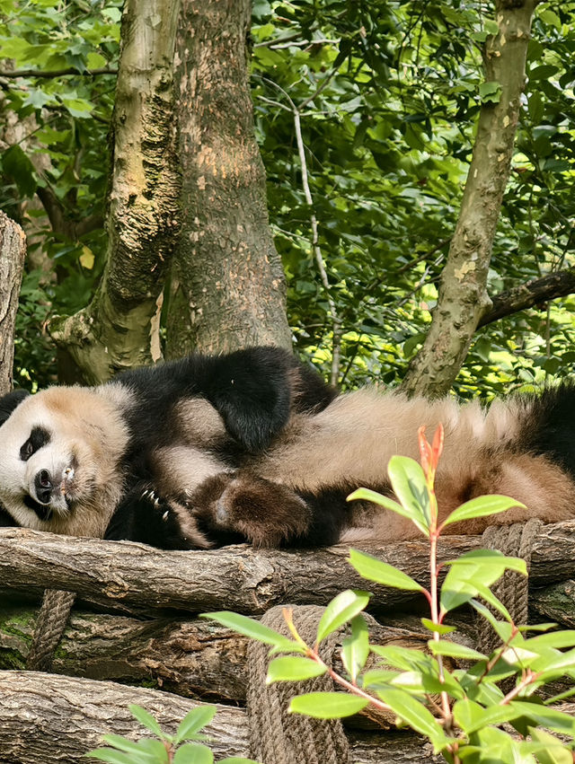 熊貓谷一也想當隻躺平的大熊貓🐼