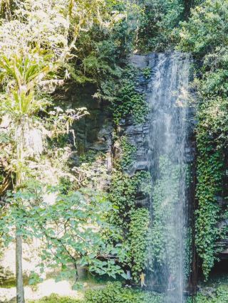 Dorrigo National Park – New South Wales, Australia