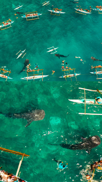 Island Hopping in Cebu ว่ายน้ำตามฉลามวาฬ