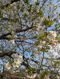 濱離宮恩賜庭園：都市中的綠意天堂 🌸🌳