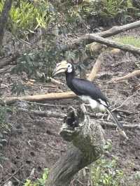 Labuk Bay Proboscis Sanctuary