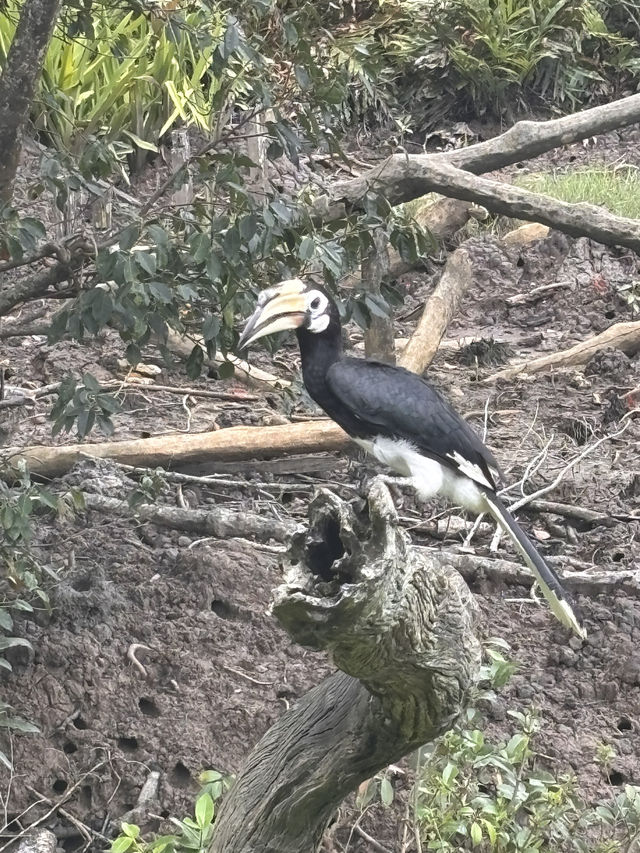 Labuk Bay Proboscis Sanctuary