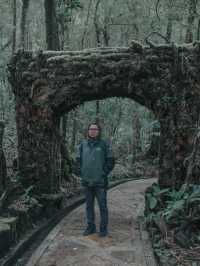 Mount Kinabalu Botanical Garden – A Hidden Gem at the Foot of the Mountain