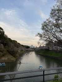 2025.03.28 櫻花季東京獨旅五天四夜行程 p6 第四天行程大公開(5.17:30千鳥淵（千鳥ヶ淵）)