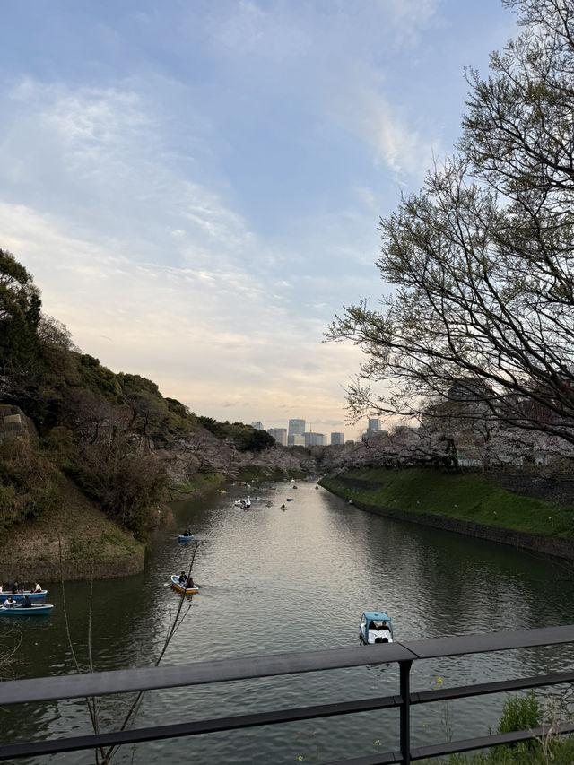 2025.03.28 櫻花季東京獨旅五天四夜行程 p6 第四天行程大公開(5.17:30千鳥淵（千鳥ヶ淵）)