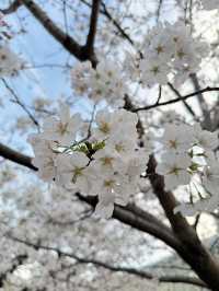 2025.03.28 櫻花季東京獨旅五天四夜行程 p6 第四天行程大公開(5.17:30千鳥淵（千鳥ヶ淵）)