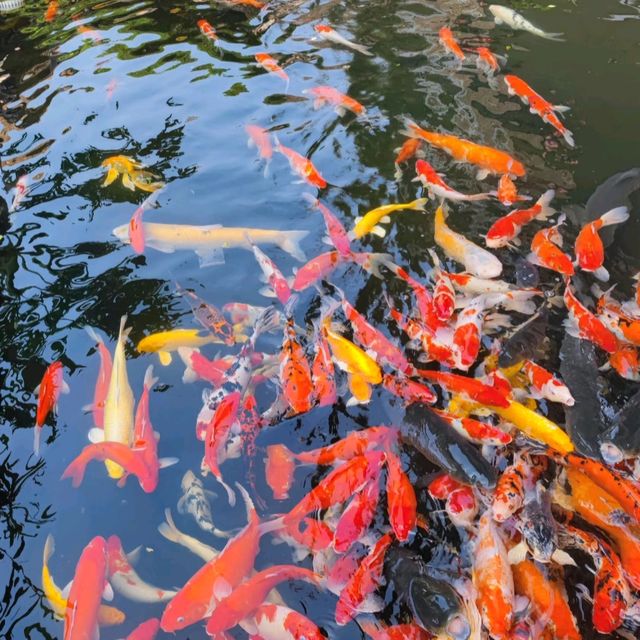 ชมปลาคาร์ป ให้อาหาร ที่สวนเปาเมอ