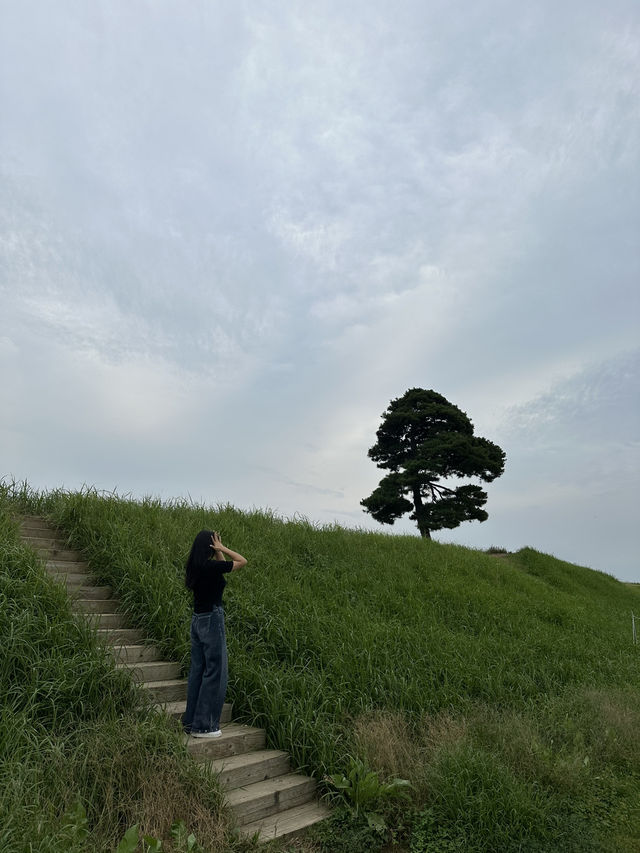 🌳 청주 정북동토성, 드넓은 초원 위 인생샷 🌿